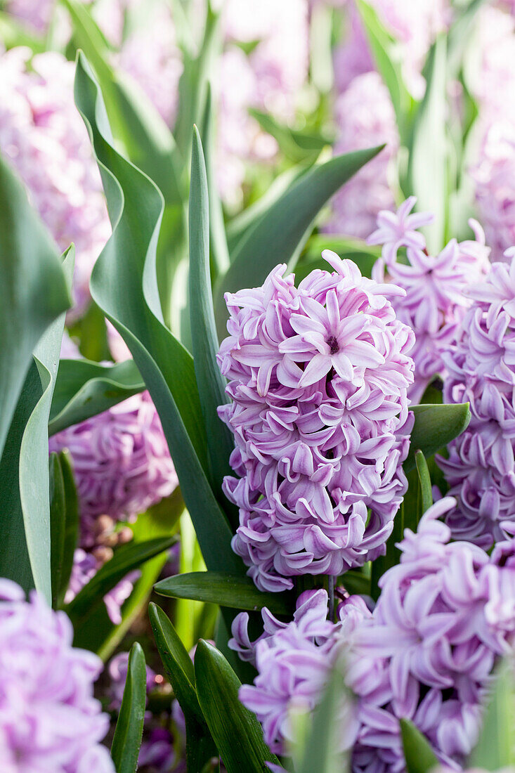 Hyacinthus orientalis 'Splendid Cornelia'