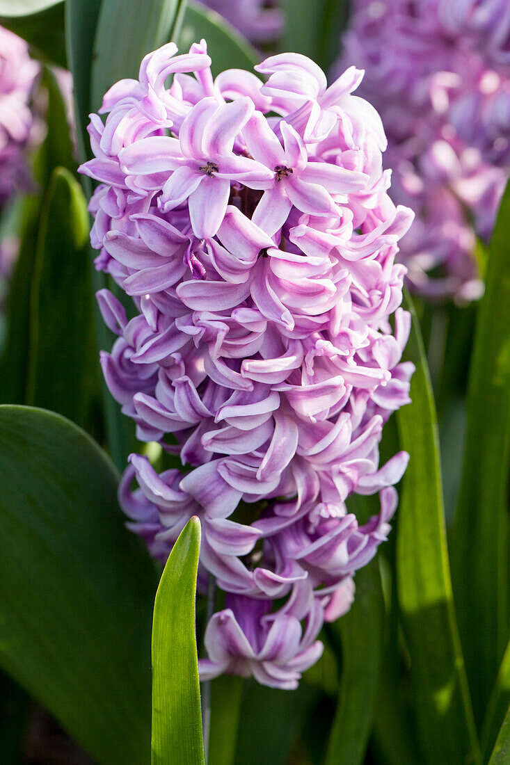 Hyacinthus orientalis 'Splendid Cornelia'