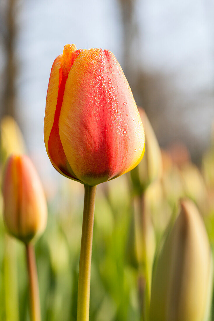 Tulipa Triumph