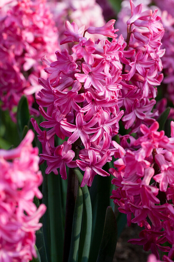 Hyacinthus orientalis, pink