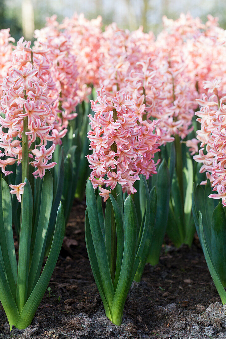 Hyacinthus orientalis 'Gipsy Queen