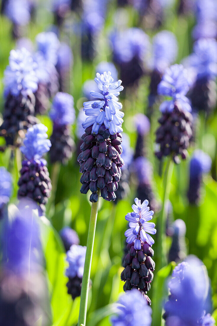 Muscari latifolium