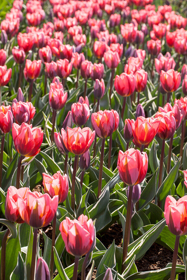 Tulipa, red