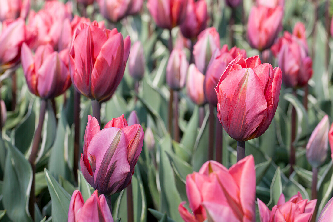 Tulipa viridiflora 'Esperanto'