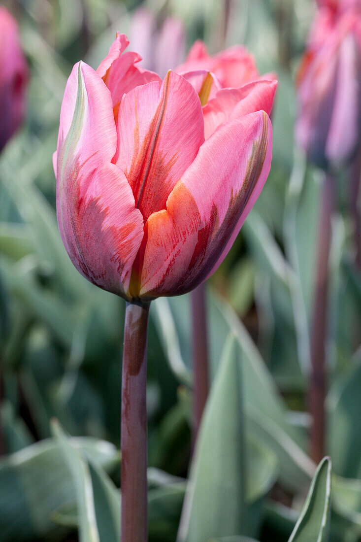 Tulipa viridiflora