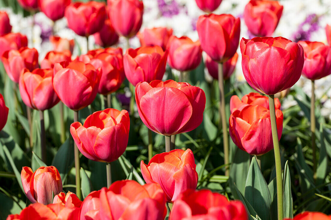 Tulipa, red