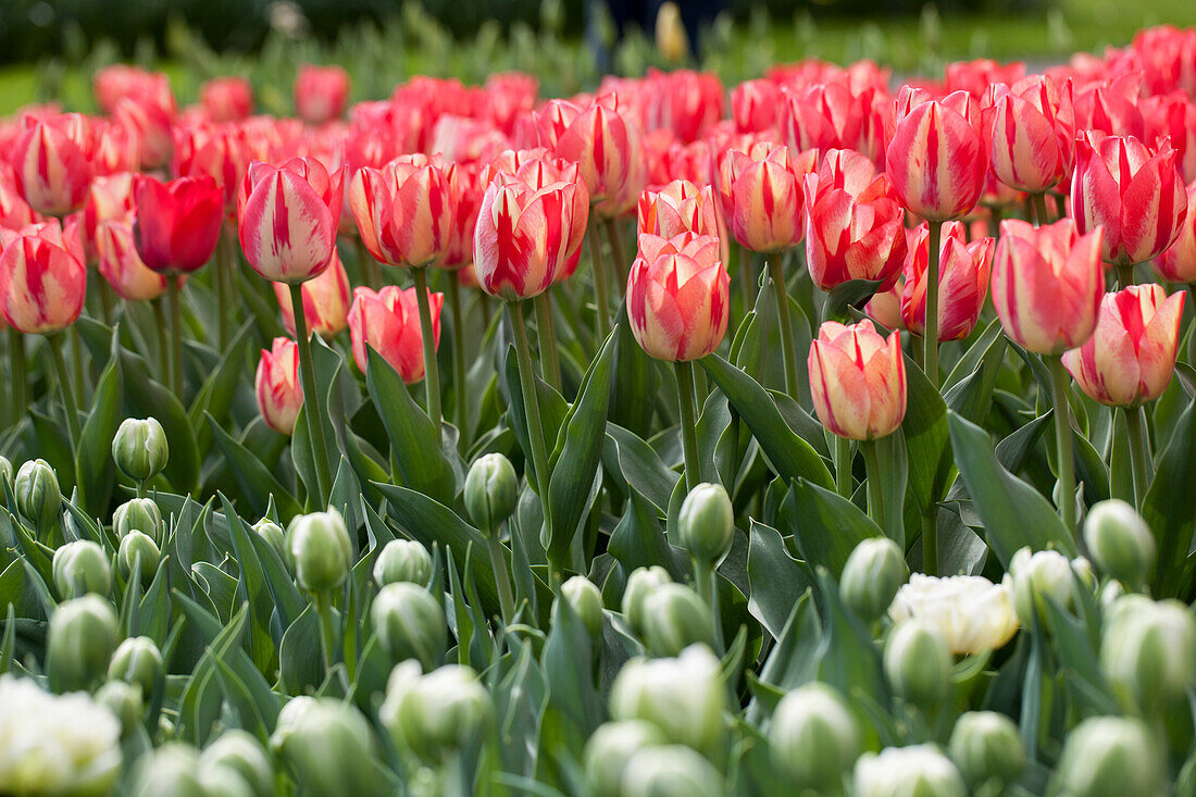 Tulipa, weiß-rot