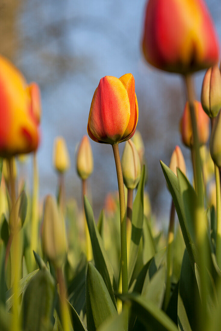 Tulipa, gelb-rot