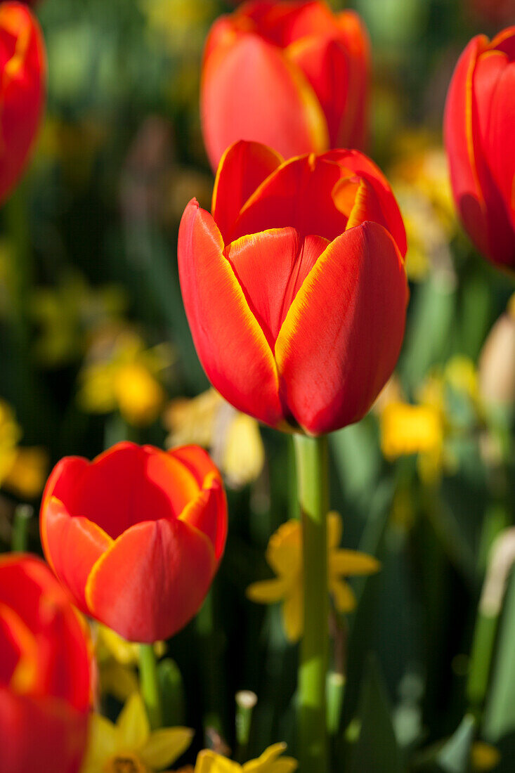 Tulipa, red