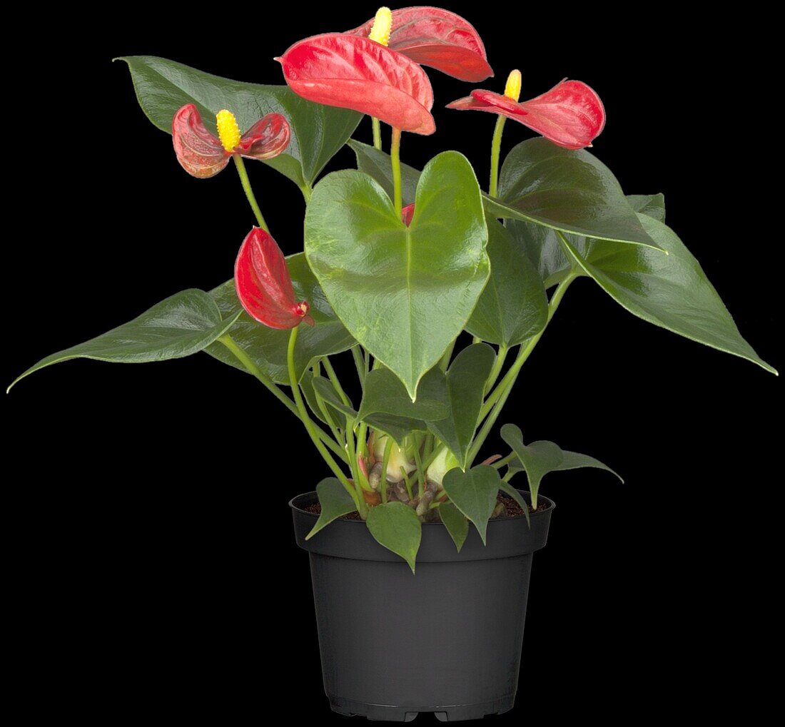 Anthurium x andreanum 'Silence'