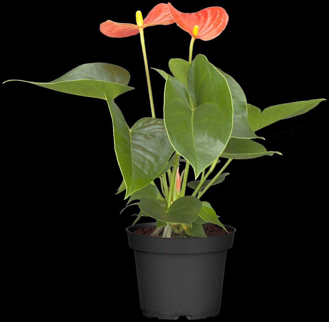 Anthurium andreanum, orange