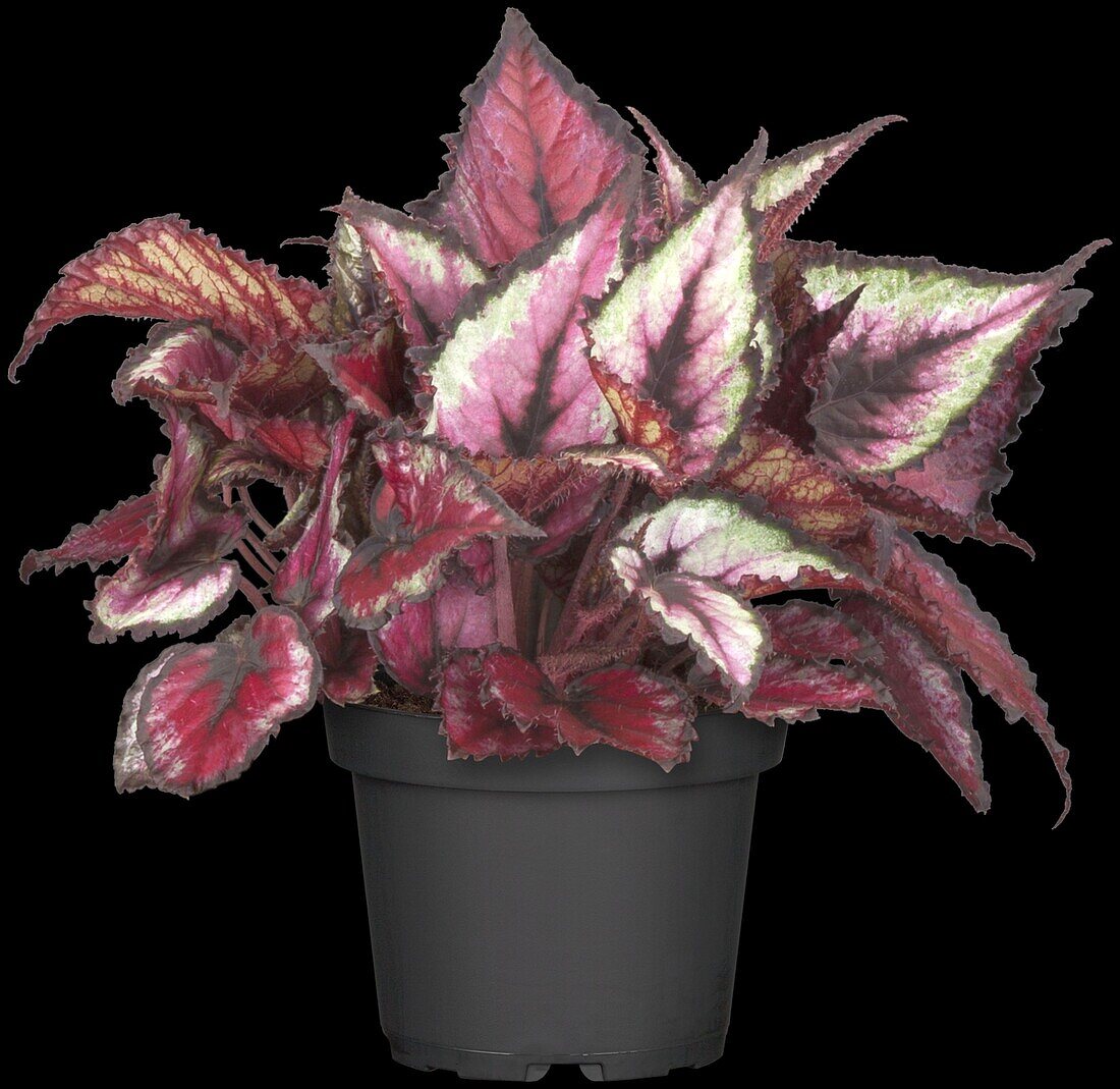 Begonia rex