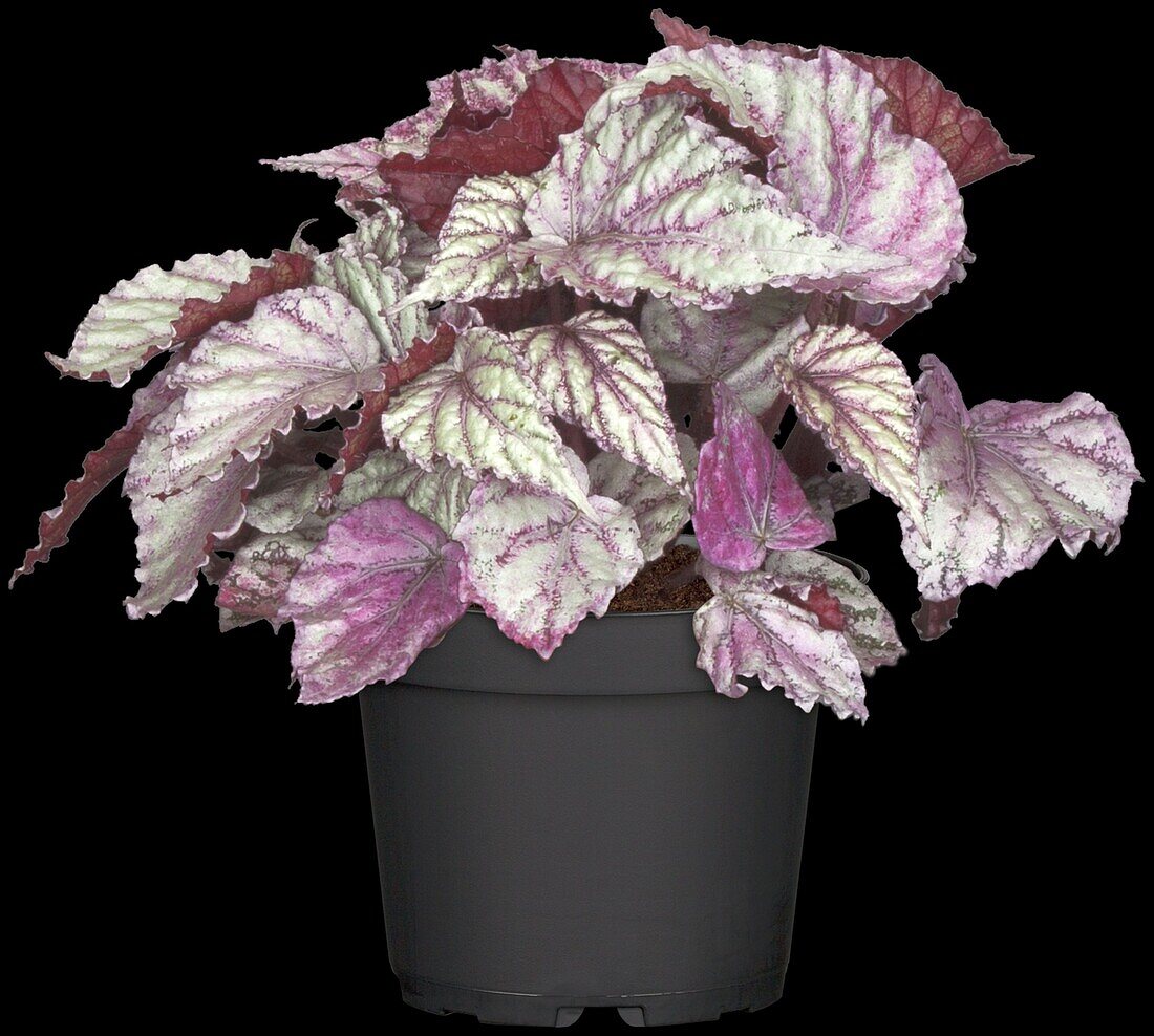 Begonia Rex