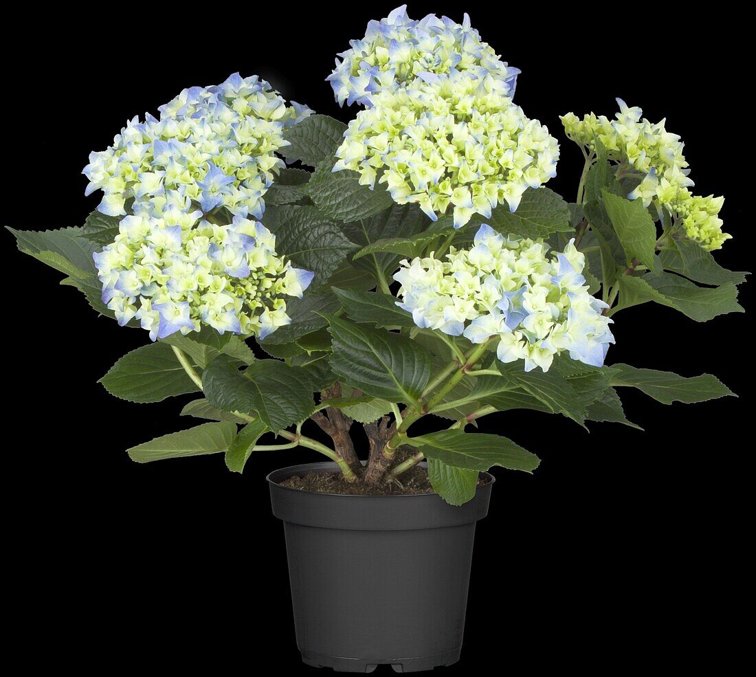 Hydrangea macrophylla