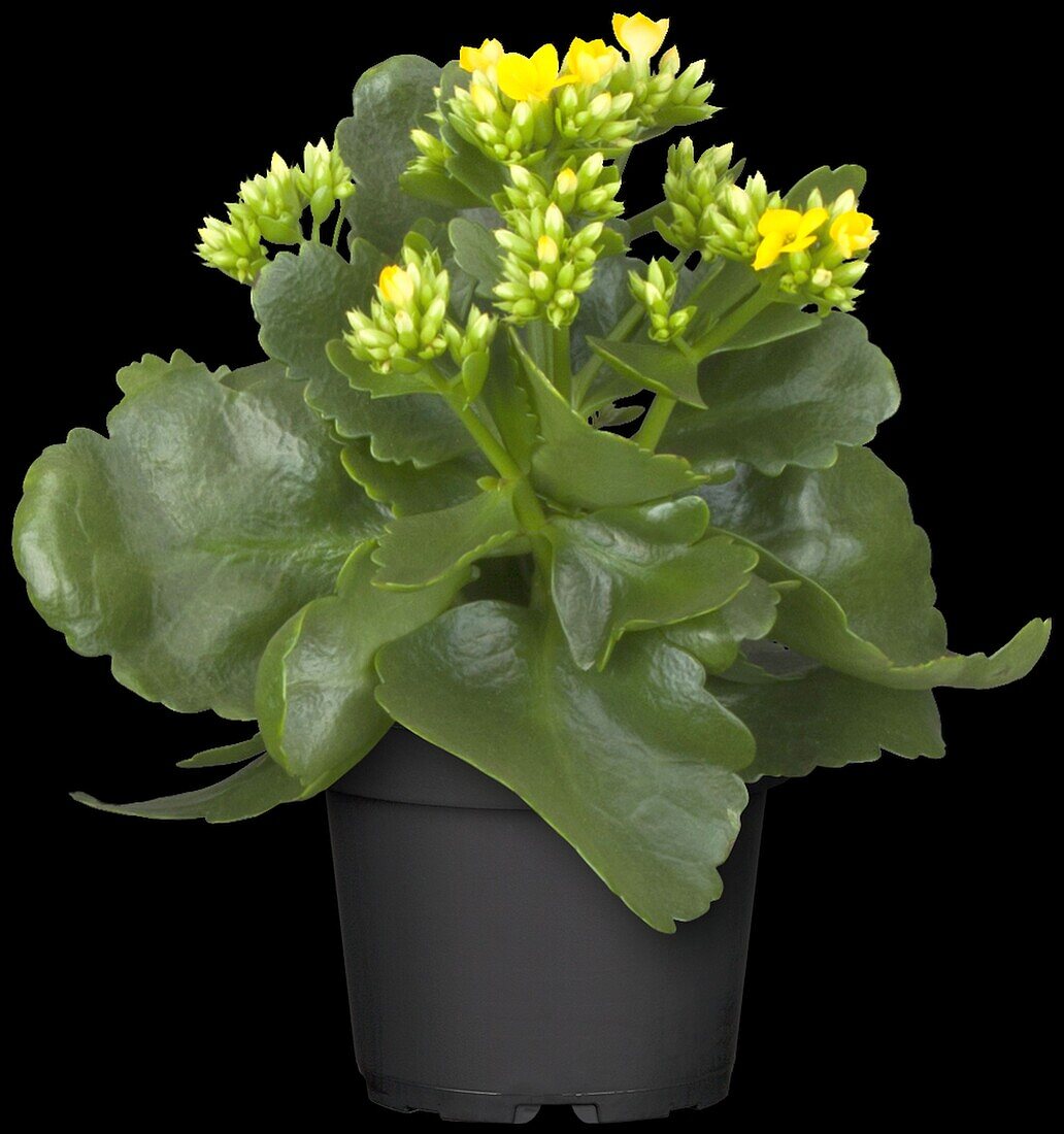 Kalanchoe blossfeldiana