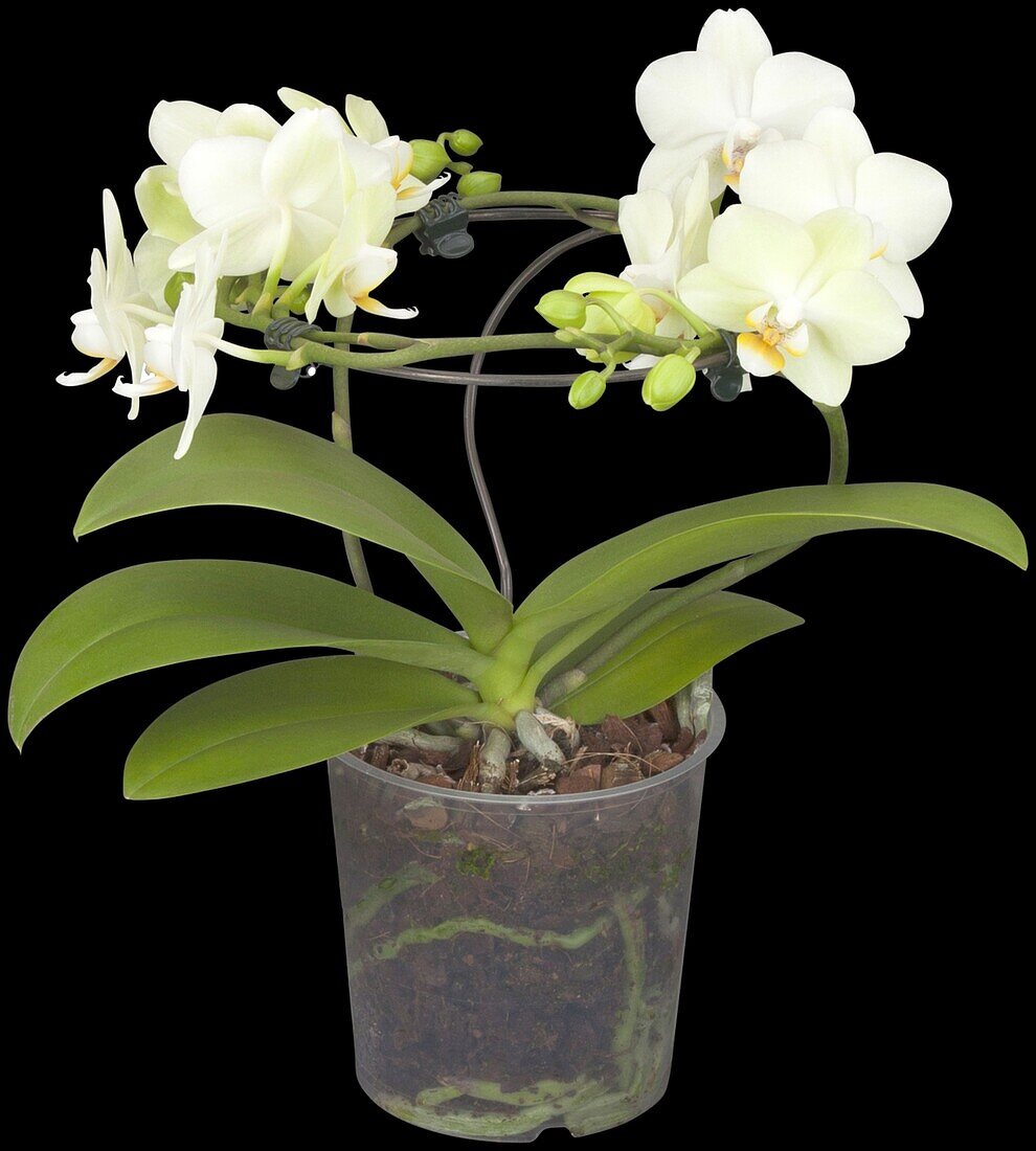 Phalaenopsis Kolibri 'Cali'