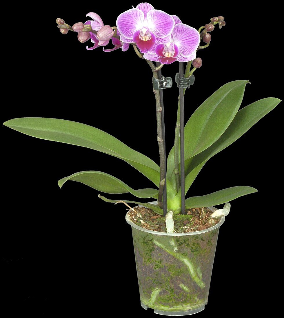 Phalaenopsis