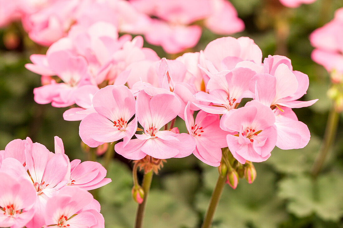 Pelargonium zonale pac® Dark line 'Rosita'