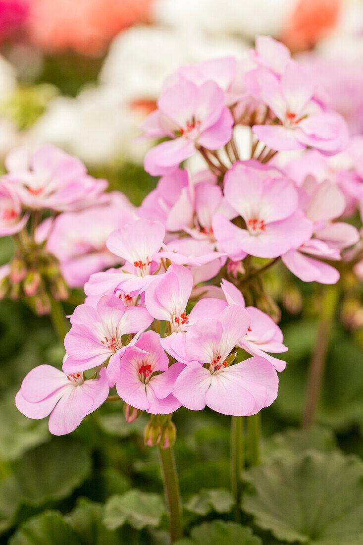 Pelargonium zonale pac® Dark line 'Greta'