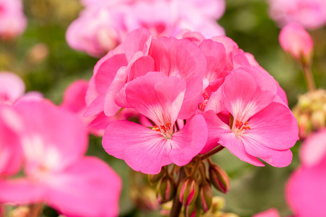 Pelargonium zonale pac® Dark line 'Violetta'