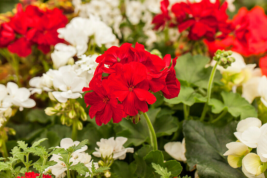 Pelargonium zonale, red