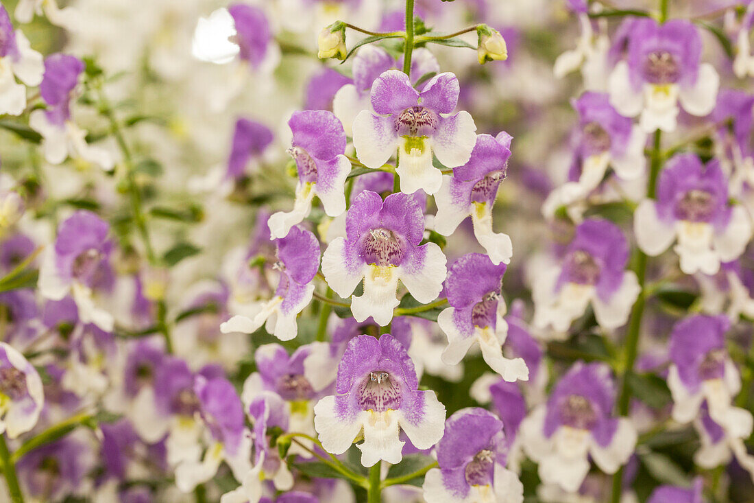 Angelonia pac® Angelos® 'Blue & White'