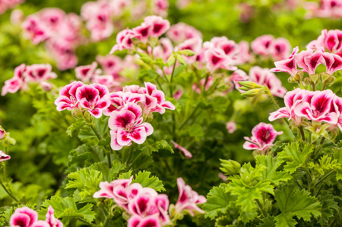 Pelargonium crispum Angeleyes® Randy