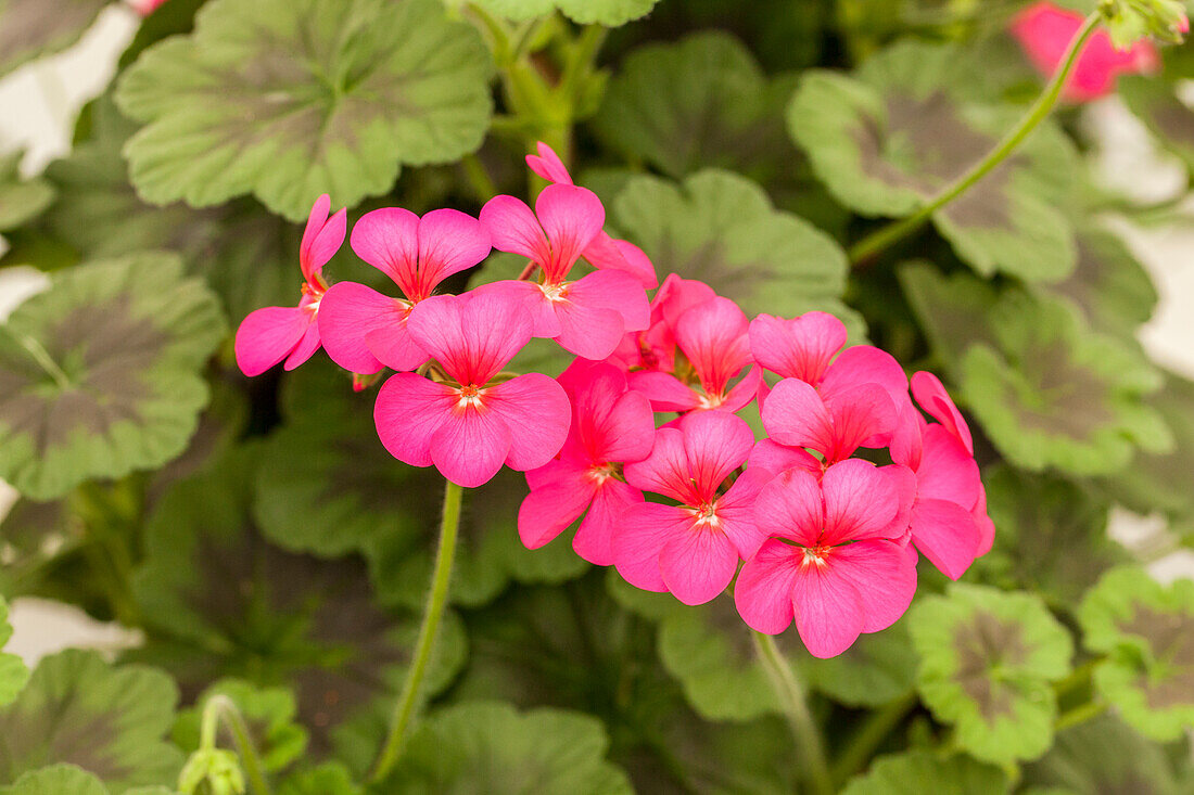 Pelargonium zonale pac® 'Antique Violet'