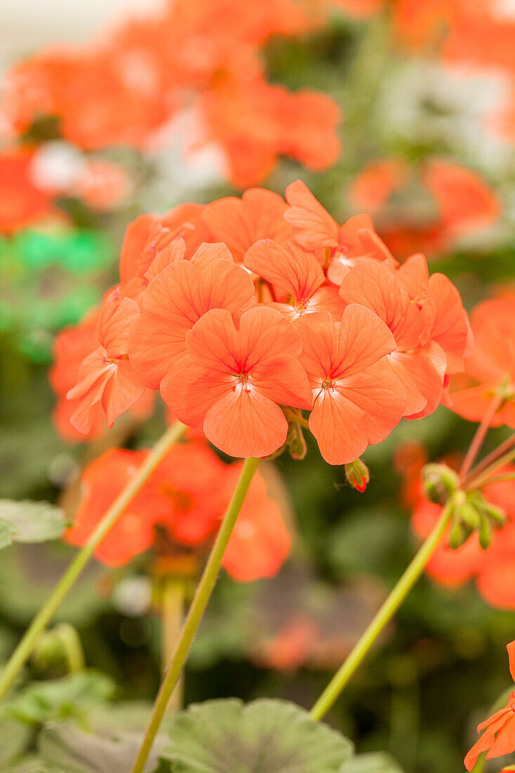 Pelargonium zonale PAC® 'Antik Orange'