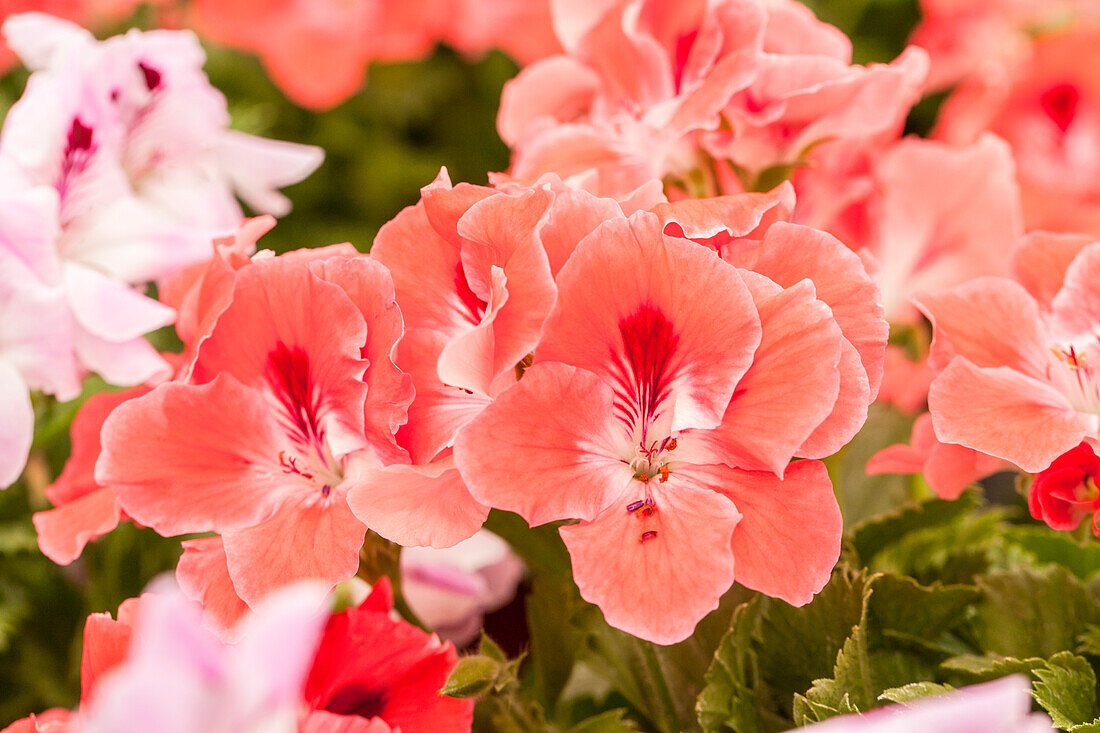 Pelargonium grandiflorum PAC® Aristo® Orange