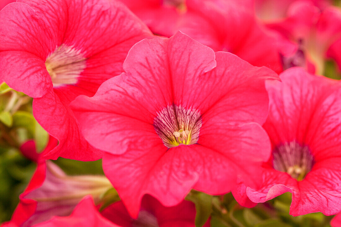 Petunia pac® Happytoonia® 'Pink'