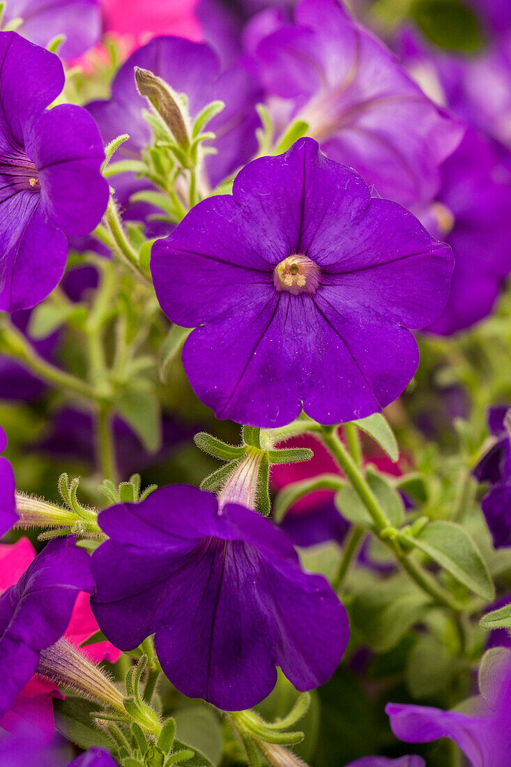 Petunia pac® Happytoonia® 'Blue Improved'