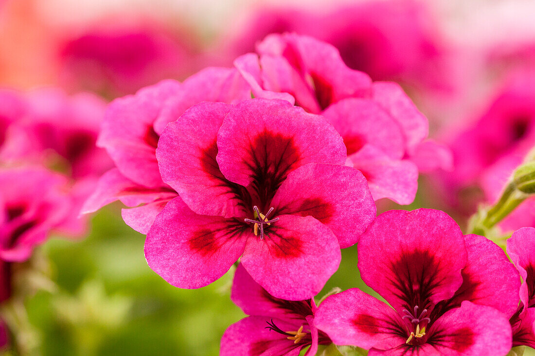 Pelargonium grandiflorum pac® Candy Flowers® 'Violet'