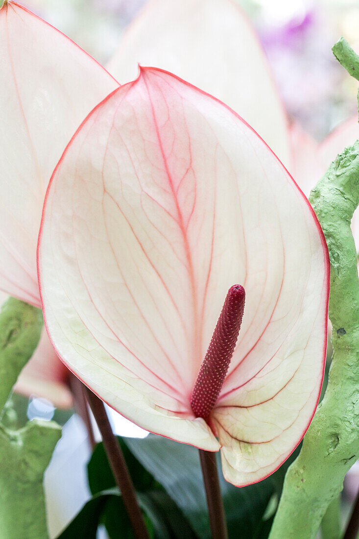 Anthurium