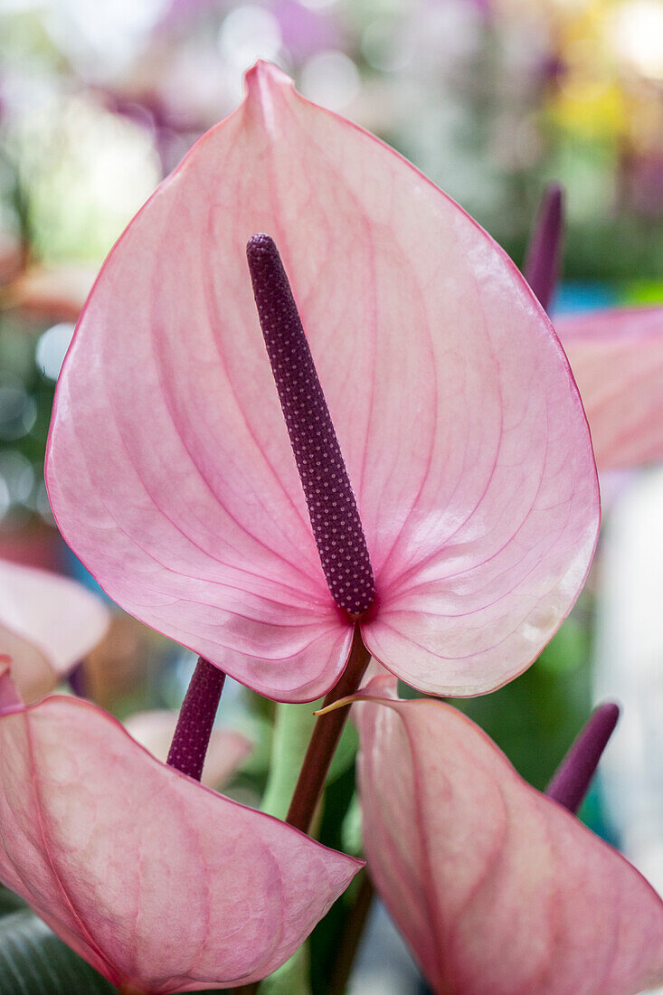 Anthurium x andreanum, pink