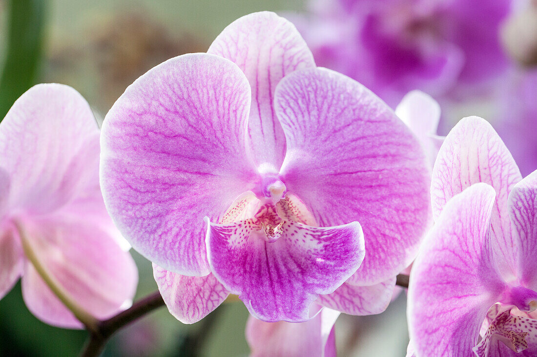 Phalaenopsis, rosa