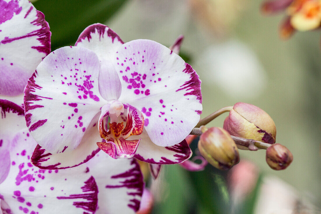 Phalaenopsis