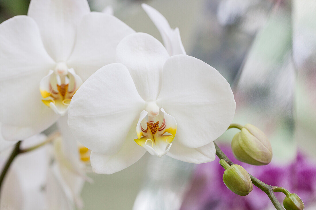 Phalaenopsis, weiß