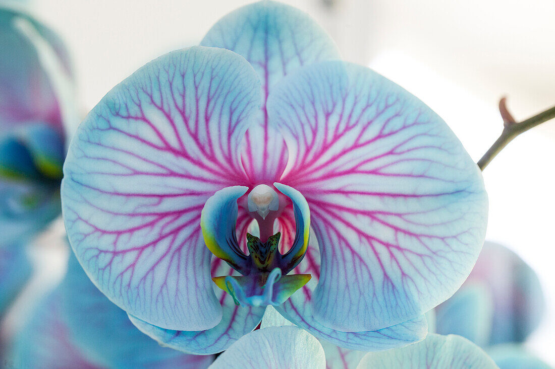 Phalaenopsis, blue