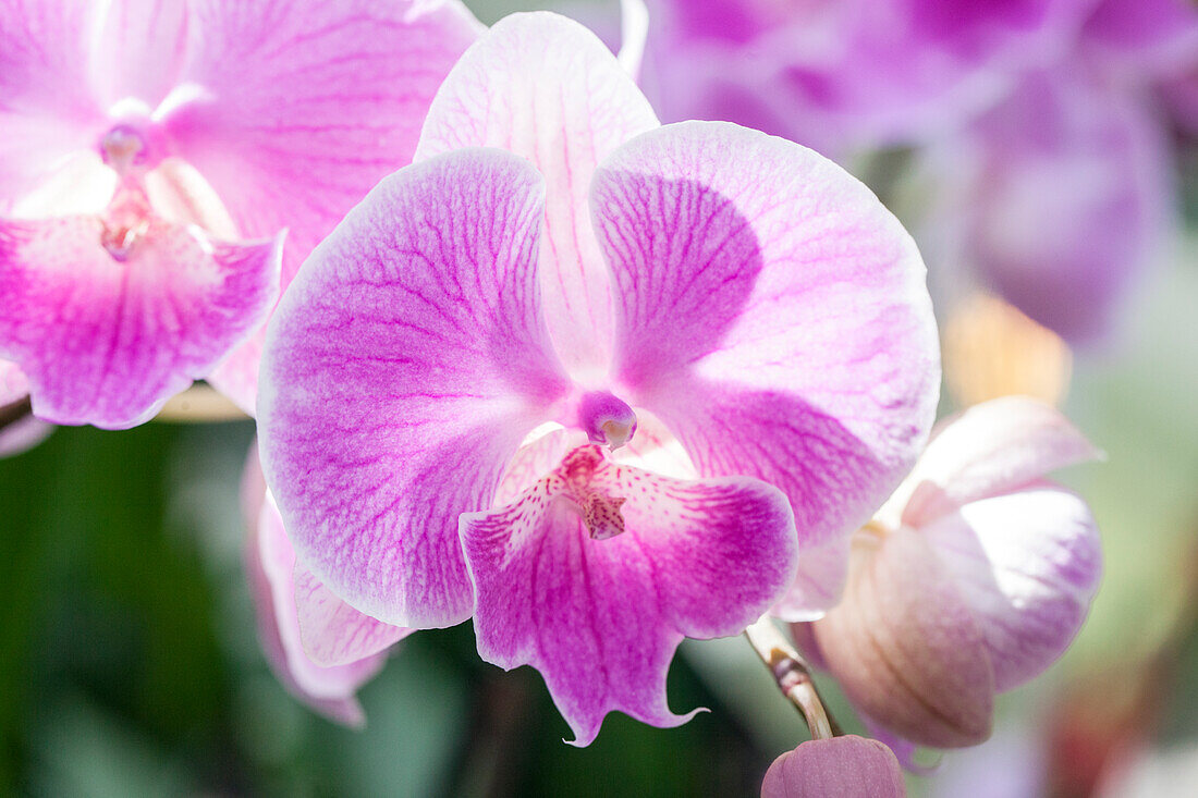 Phalaenopsis, pink