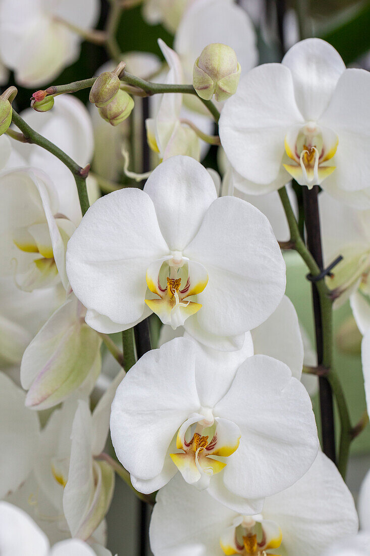 Phalaenopsis, white