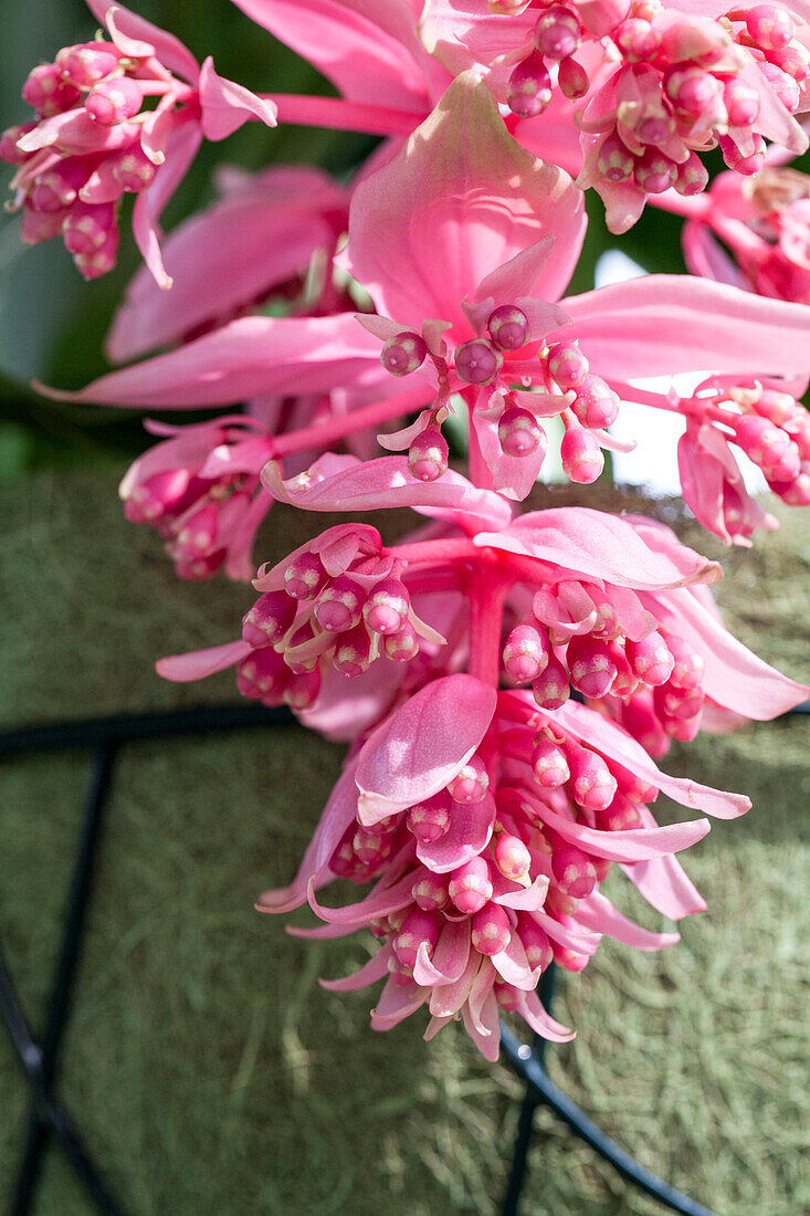 Medinilla magnifica