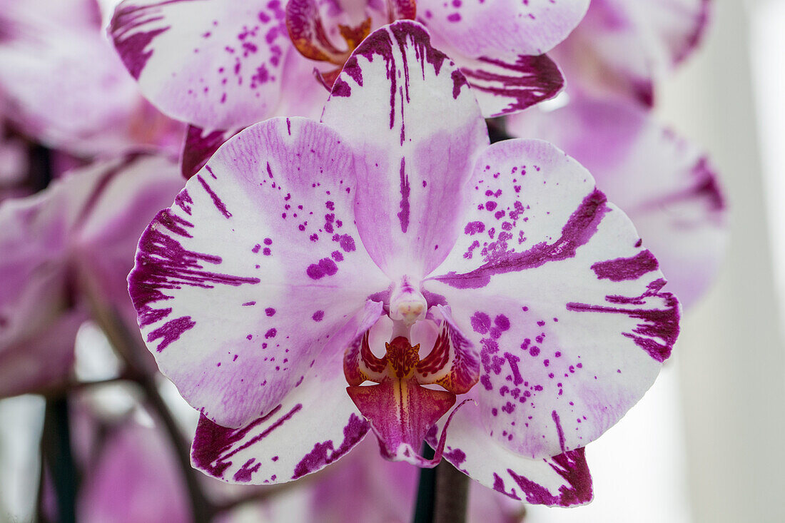 Phalaenopsis