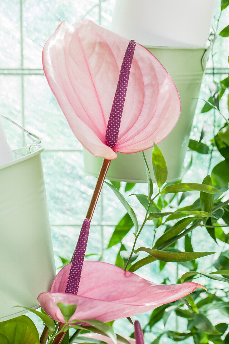 Anthurium x andreanum, pink