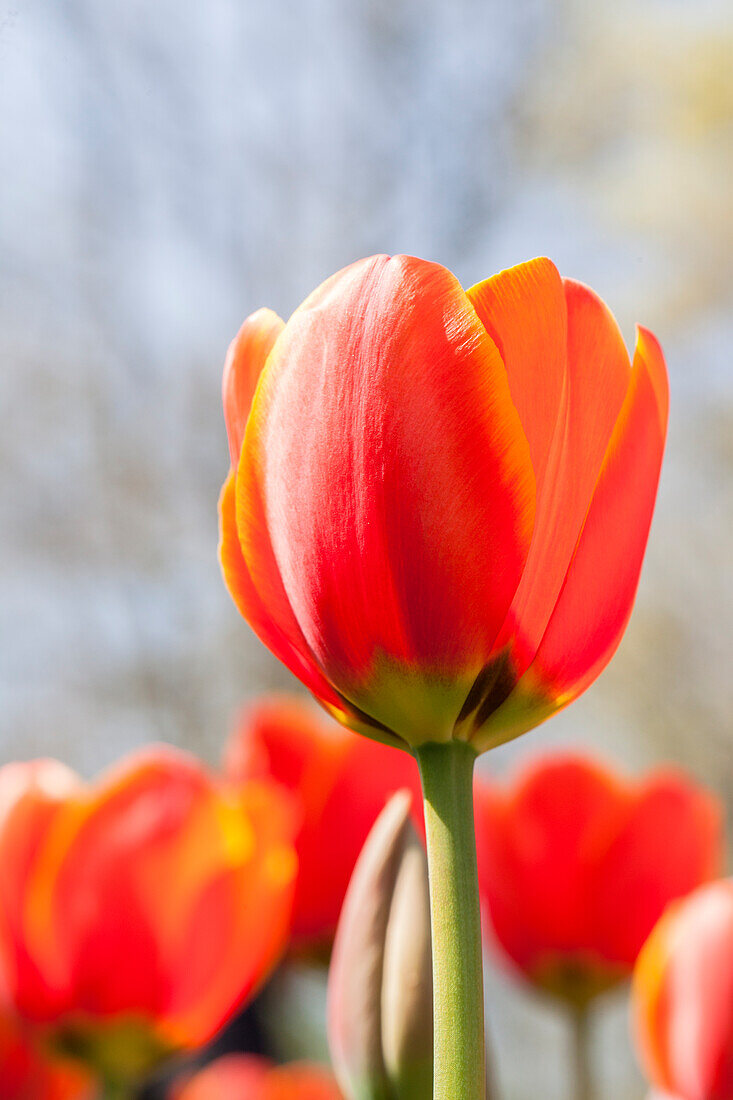 Tulipa, rot