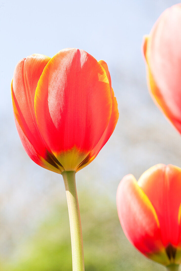 Tulipa, red