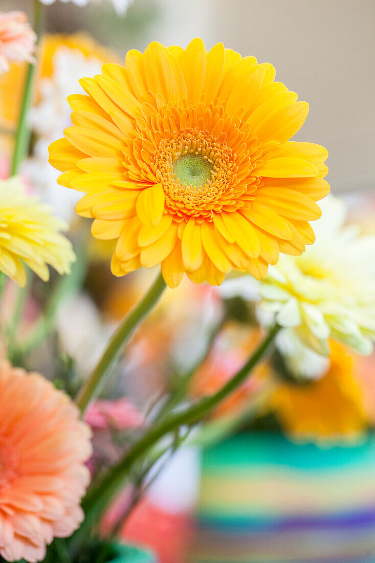 Gerbera, gelb