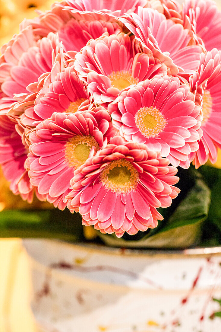 Gerbera, rosa