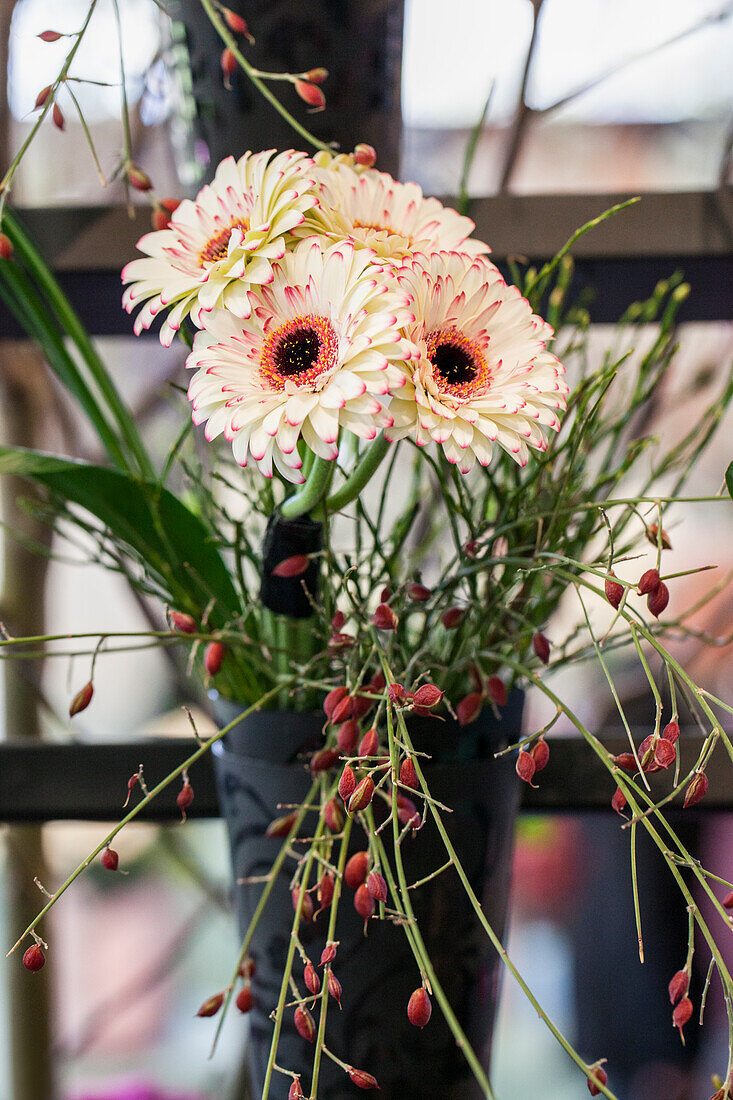 Gerbera