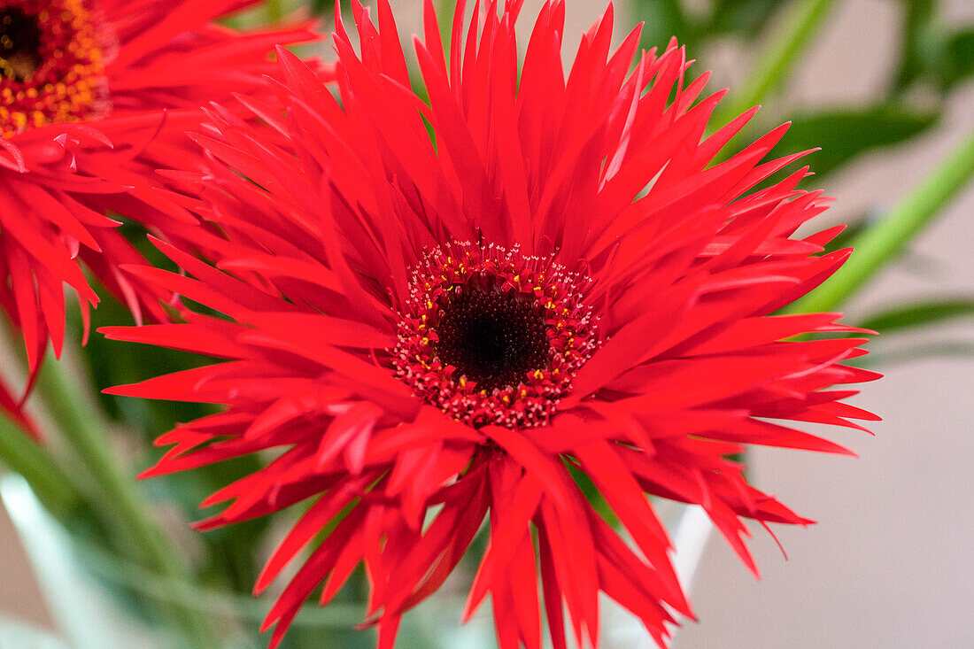 Gerbera, rot